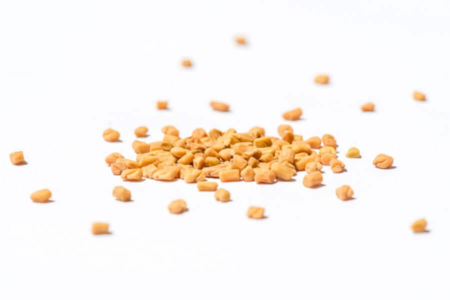 Bockshornklee-Sprossen-Keimsaat-BIO Bockshornklee Sprossen Keimsaat BIO