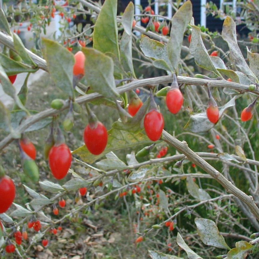 Goji-Beeren am Strauch