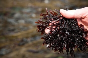 Irisch-Carragheen-Moos-2 Irisch Carragheen Moos 2