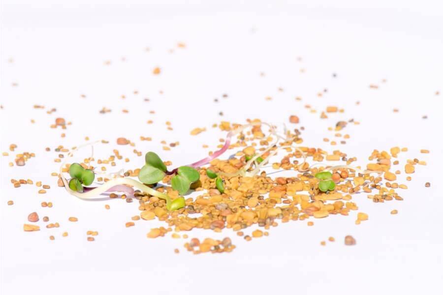 Detox-Mix-Sprossen-Keimsaat-BIO Detox-Mix Sprossen Keimsaat BIO