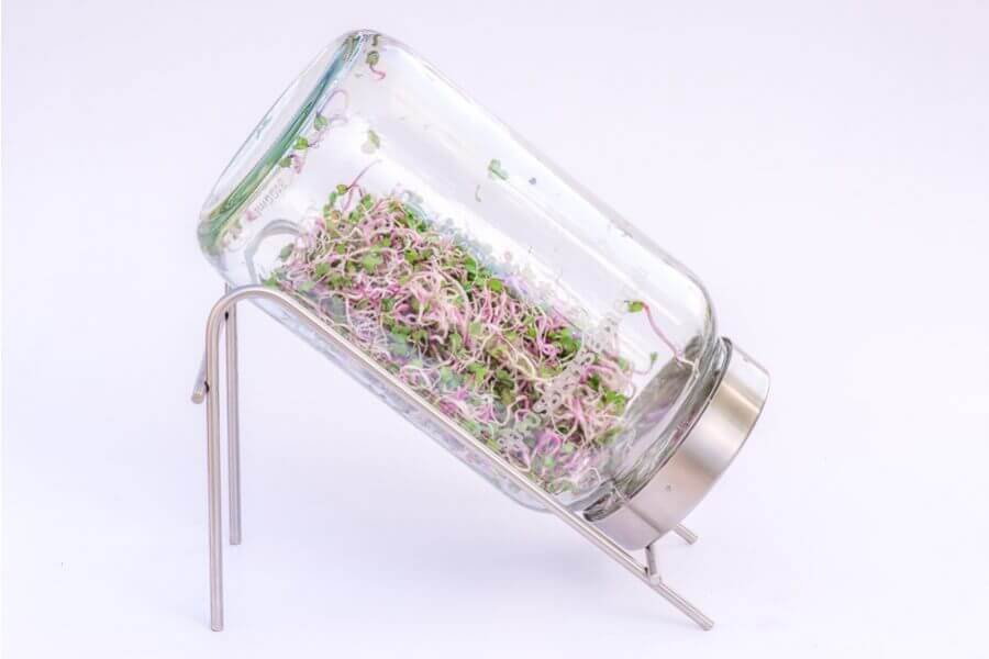 Keimger-t-1700ml-aus-Glas-mit-St-nder Bocal de germination en verre avec support 1700ml