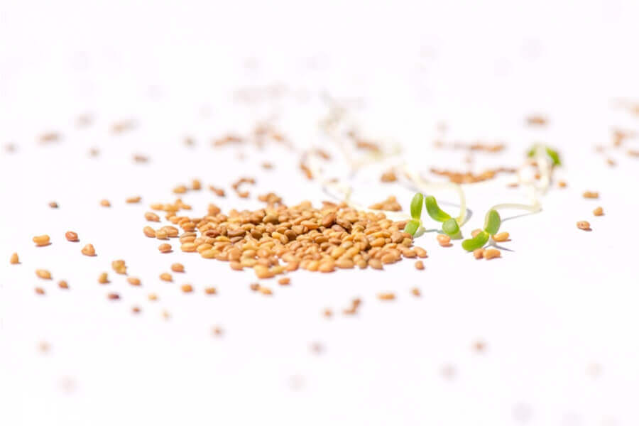 Alfalfa-Sprossen-Keimsaat-BIO Alfalfa Sprossen Keimsaat BIO