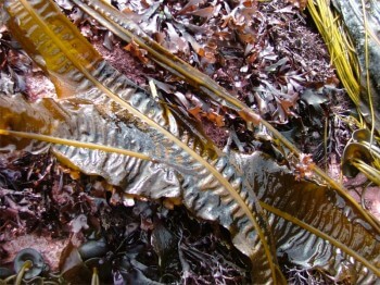 Irisch-Wakame-2 Irisch Wakame 2