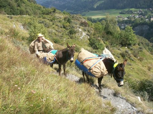 Esel-bei-der-Ernte Ânes à la récolte de l'argousier