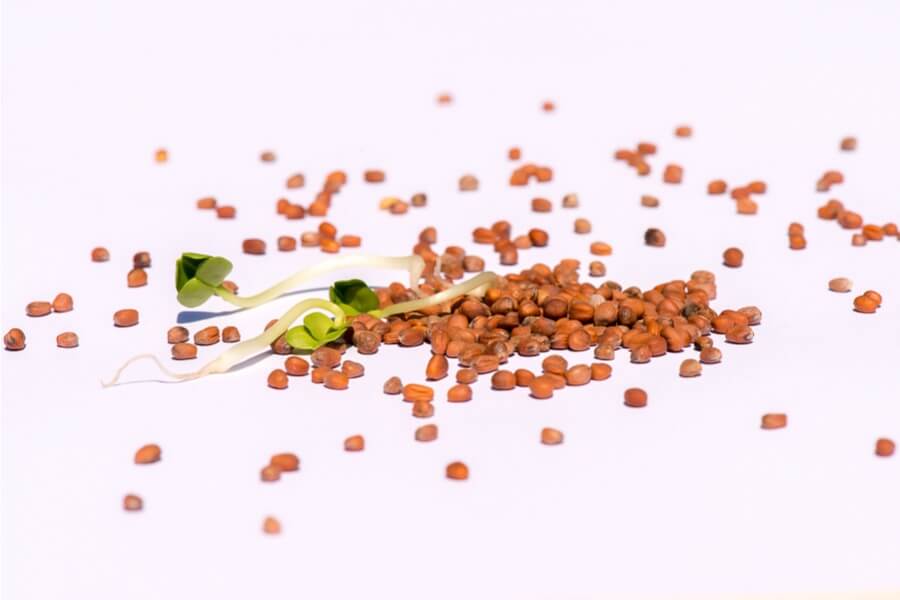 Rettich-gruen-Sprossen-Keimsaat-Bio Rettich gruen Sprossen Keimsaat Bio