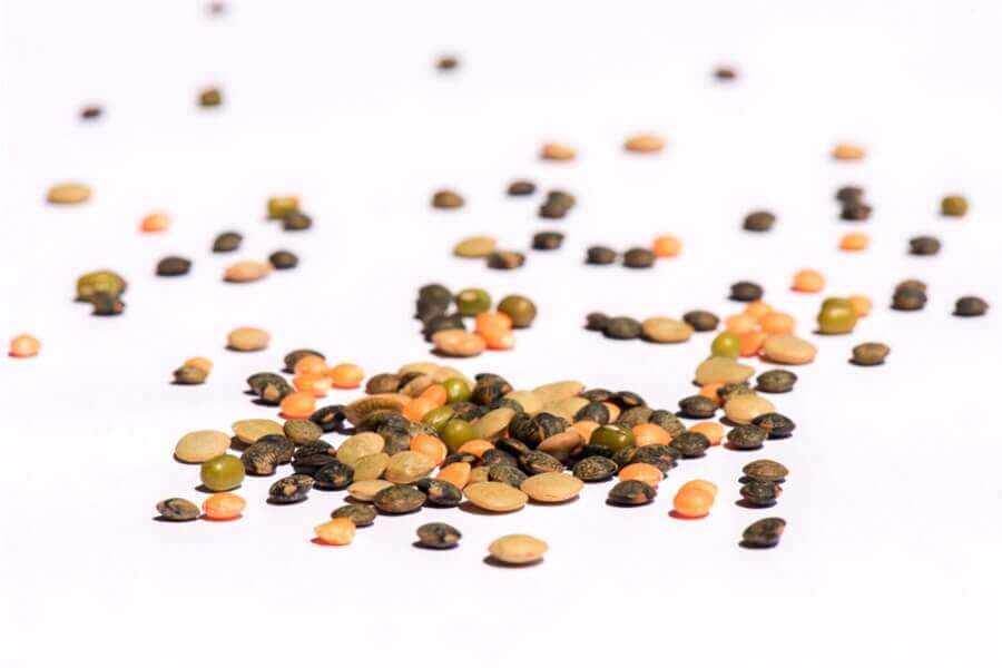 Protein-Mix-Sprossen-Keimsaat-Bio Protein-Mix Sprossen Keimsaat Bio