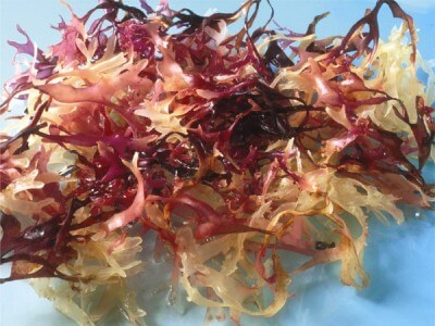 Irisch-Carragheen-Moos-3 Irisch Carragheen Moos 3