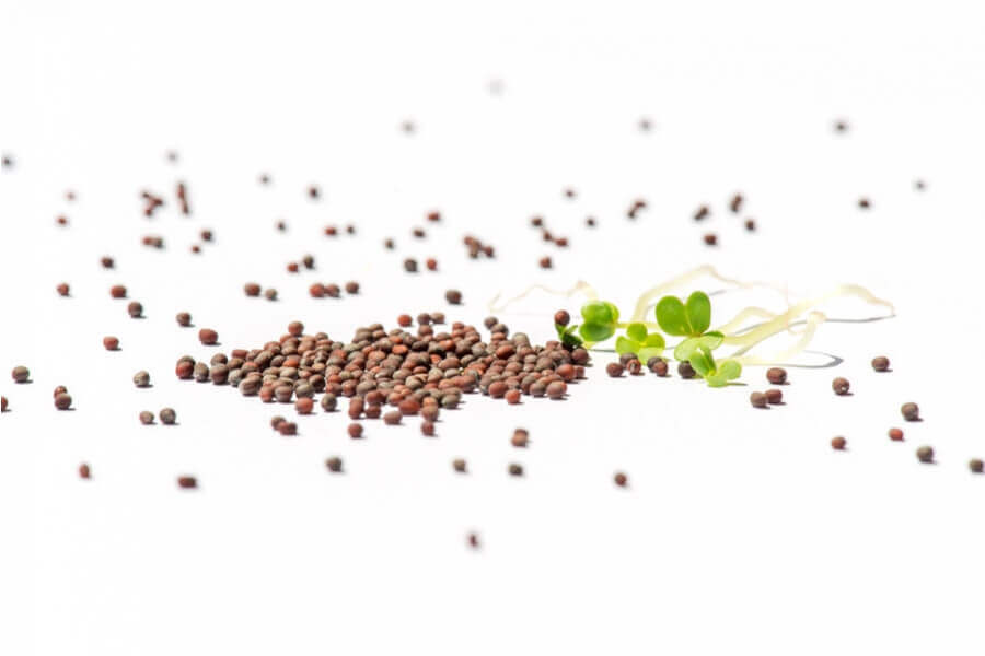 Brokkoli-Sprossen-Keimsaat-BIO Brokkoli Sprossen Keimsaat BIO