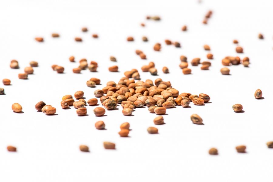 Rettich-Mix-Sprossen-Keimsaat-Bio Rettich-Mix Sprossen Keimsaat Bio