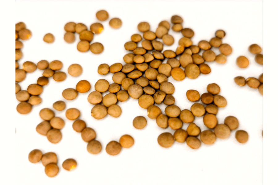 Berglinsen-Sprossen-Keimsaat-Bio Berglinsen Sprossen Keimsaat Bio