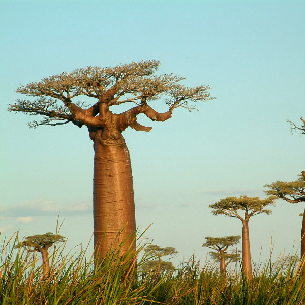 Baobab-Affenbrotbaum-Afrika Afrikanischer Affenbrotbaum