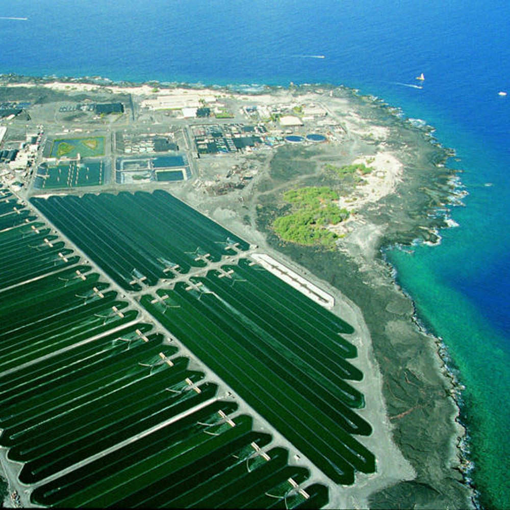 152031d Spirulina Hawaii Farm